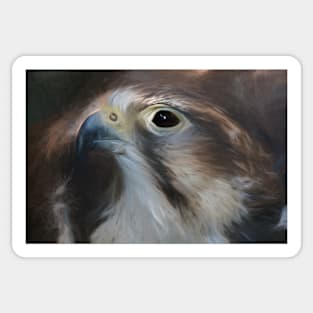 Saker Falcon Sticker